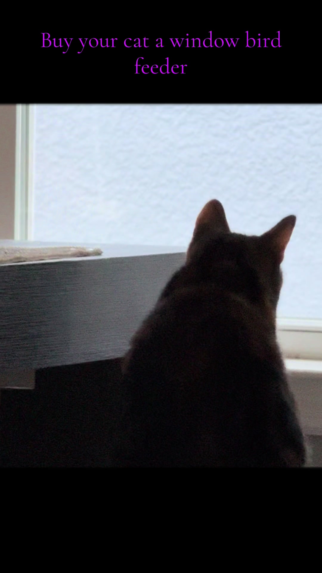 @Stef 🧡 cats! 🐈 🐈⬛🐈🐈⬛