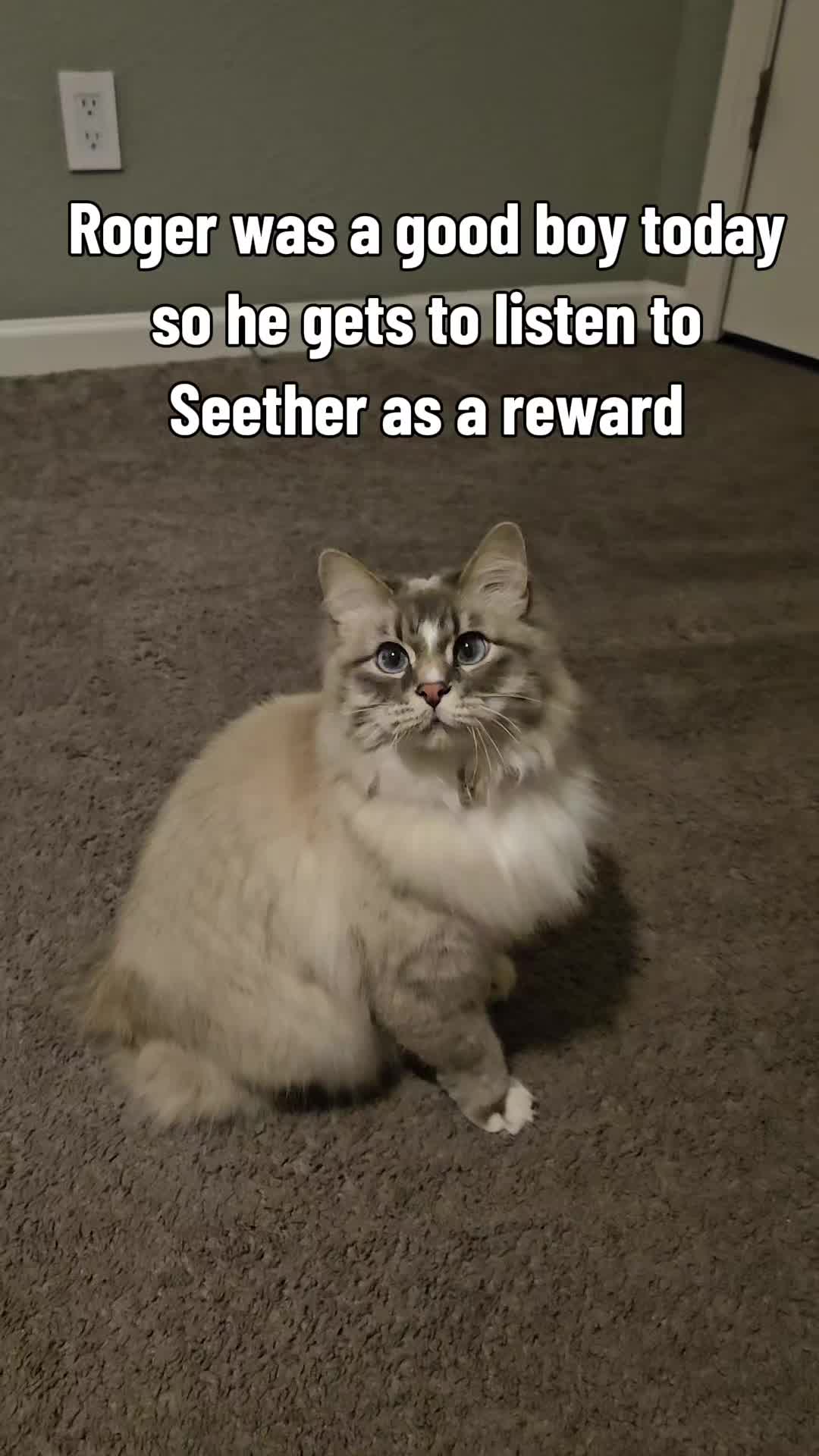 @rogerbiscuits