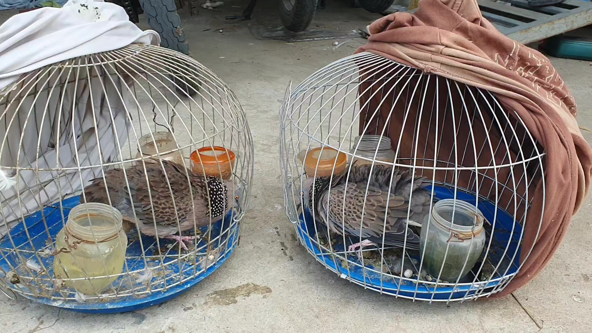 @cu g&aacute;y miền nam