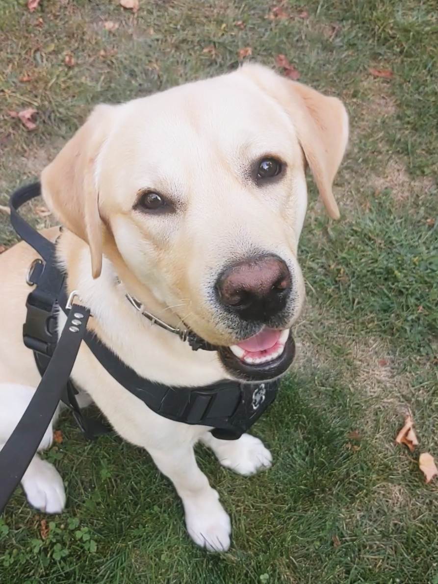 @Service Pup Milo