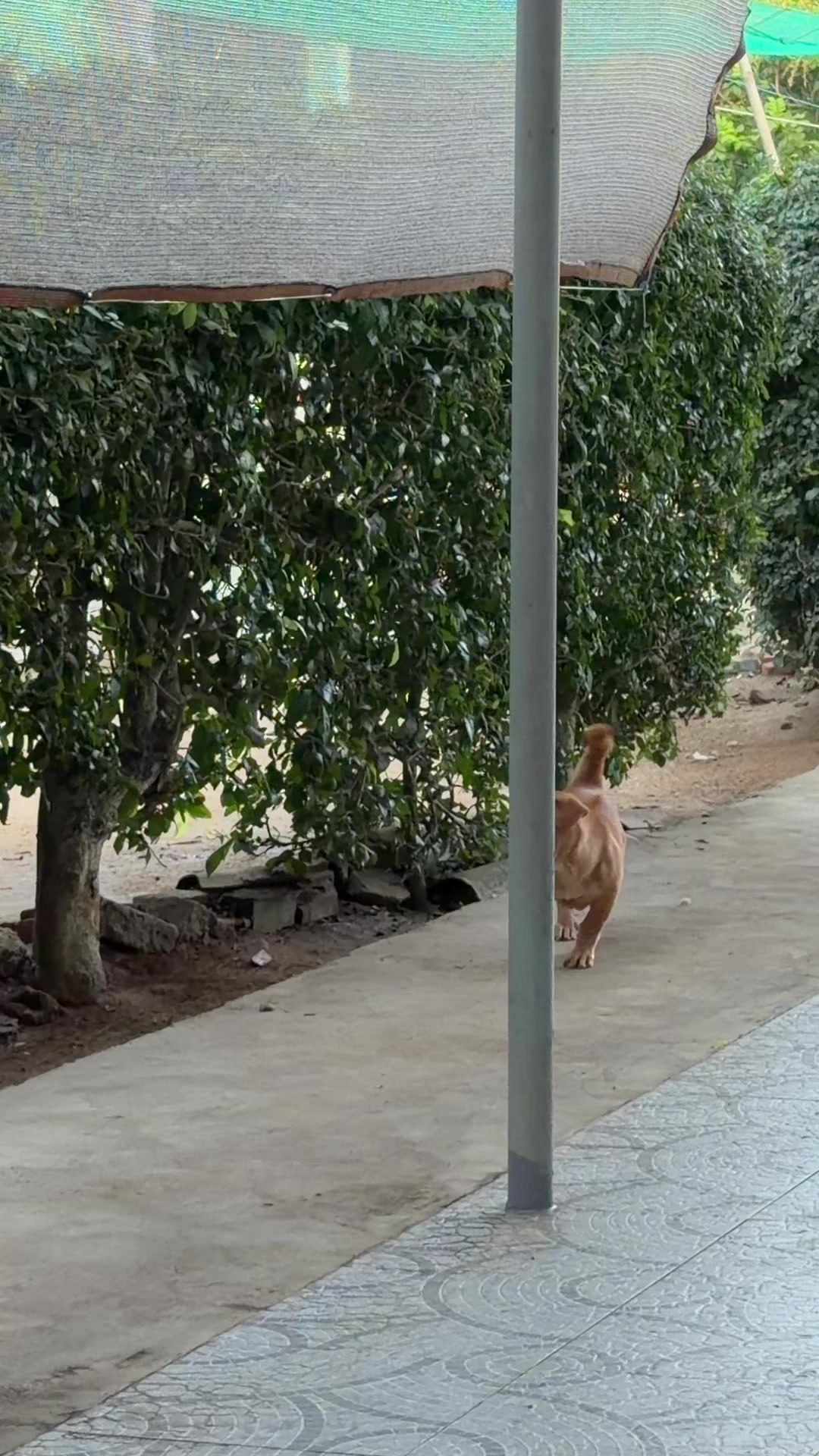 @Tâm Chó Cỏ 🦮