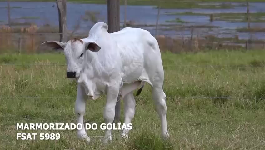 @jorgevianajr