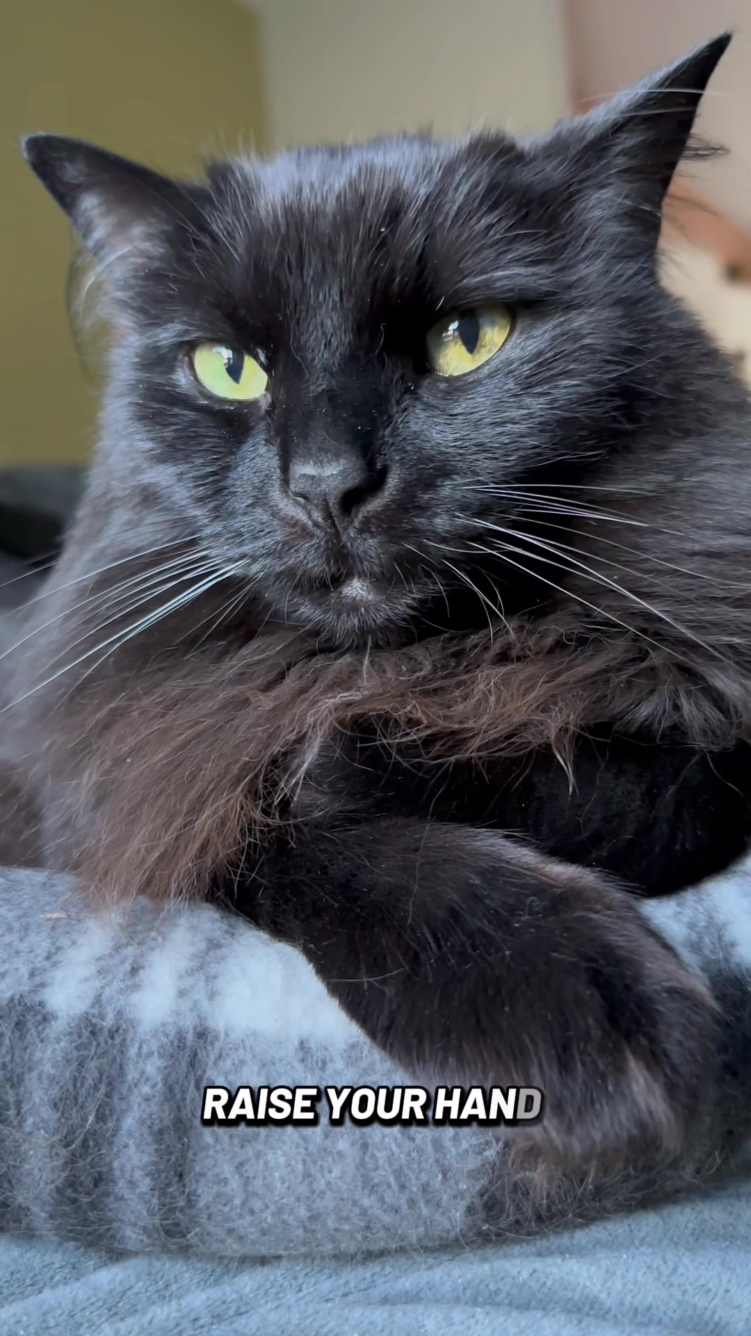 @Sir FluffyButt,the cat🇨🇦🇺🇦