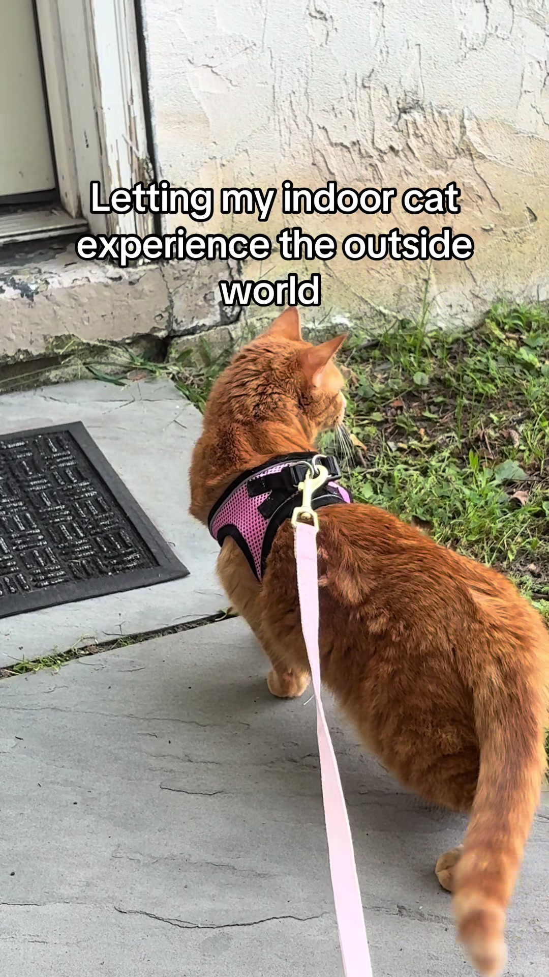 @Roxiemiauwmiauw