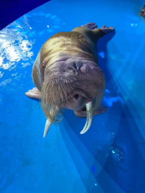 @Seal