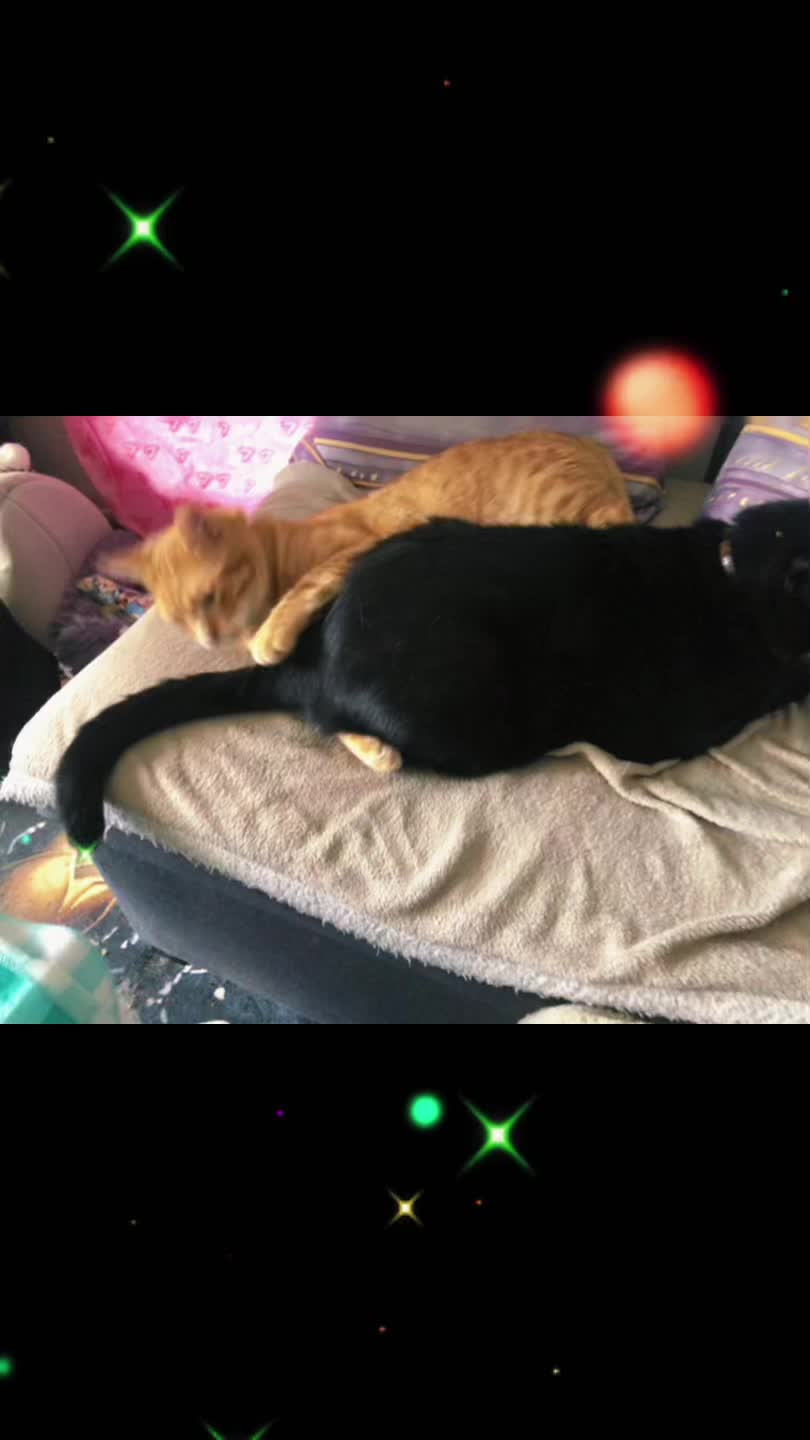 @Cat💙