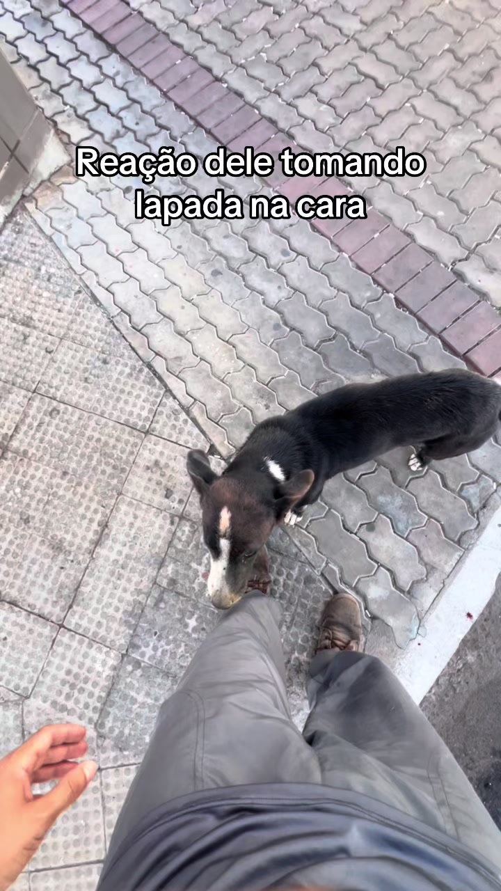 @MAIONESE