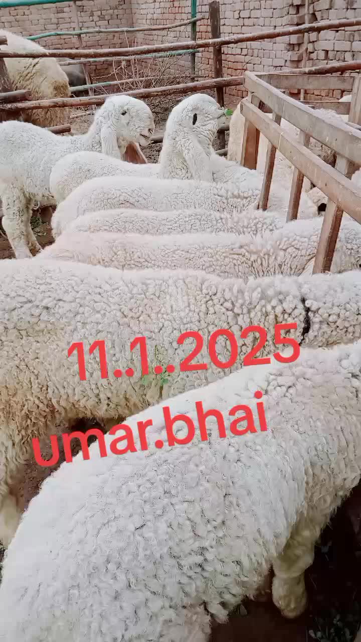 @Umar Farooq