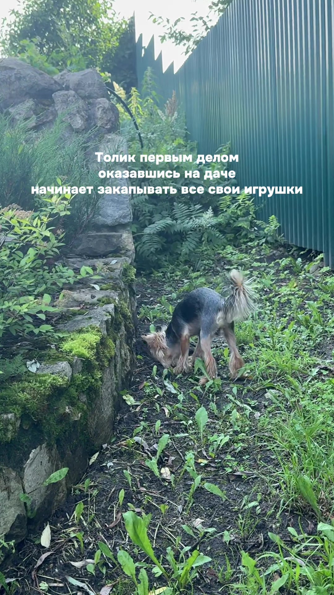 @лера и йорк толик
