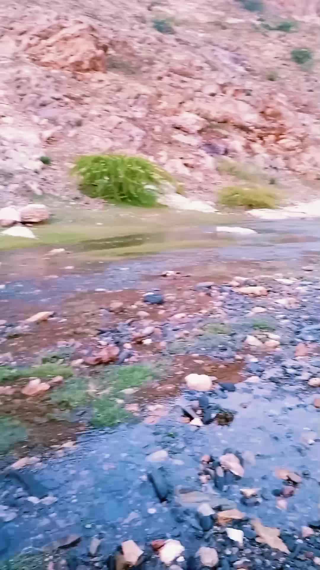 @imtking