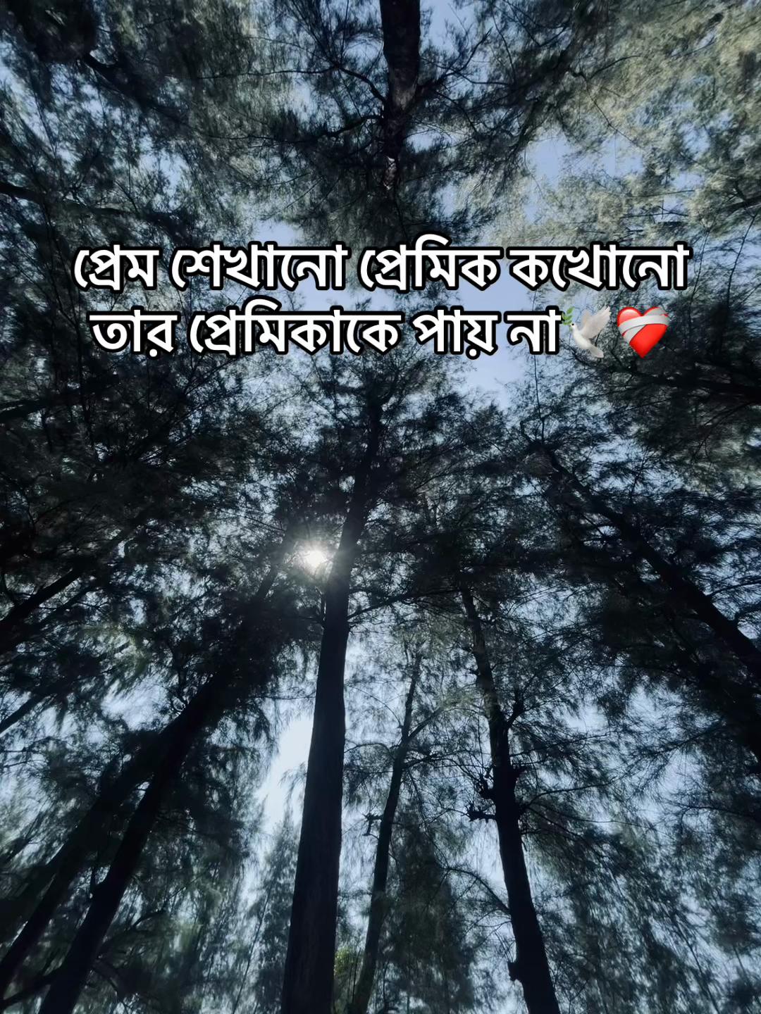 @SHAKIN ALVI 