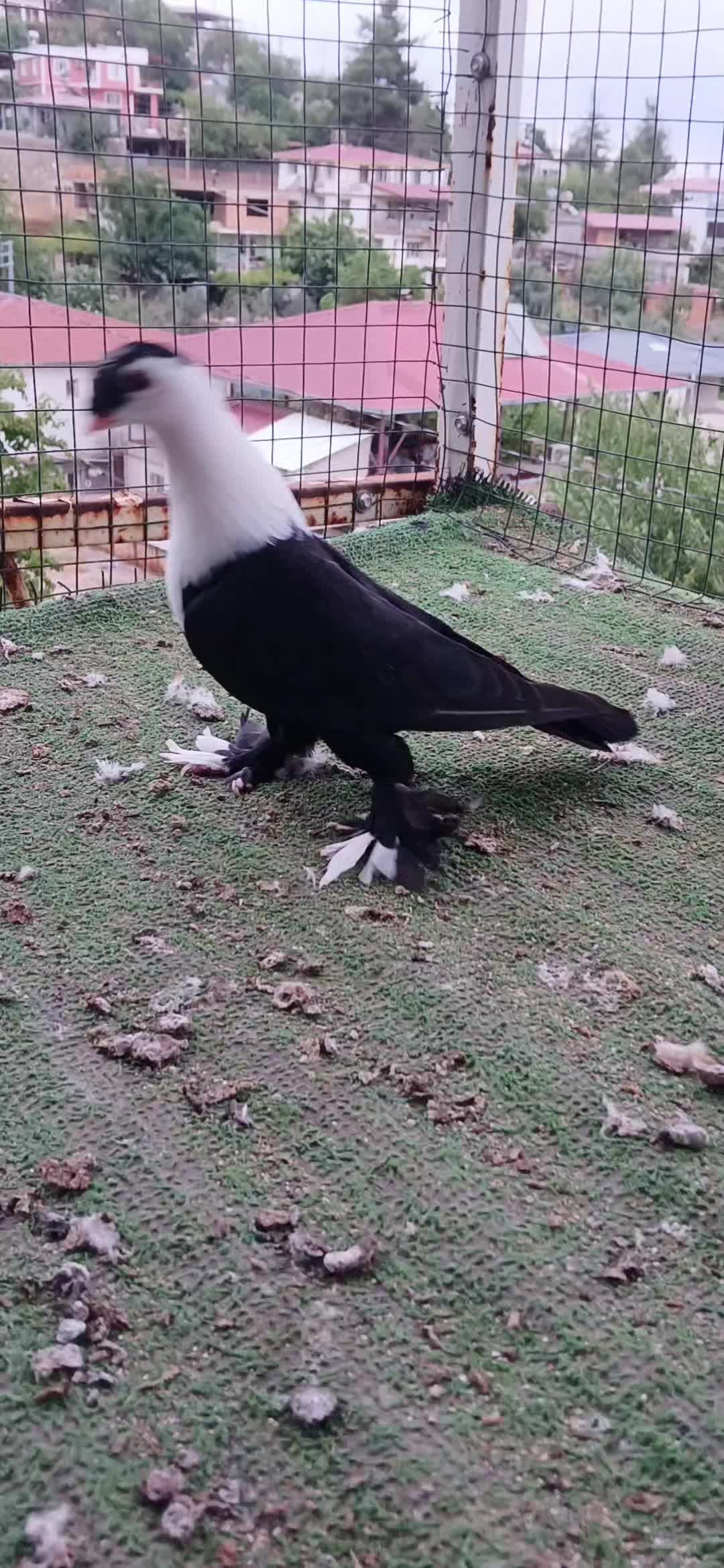 @Hamit &Ccedil;omruk
