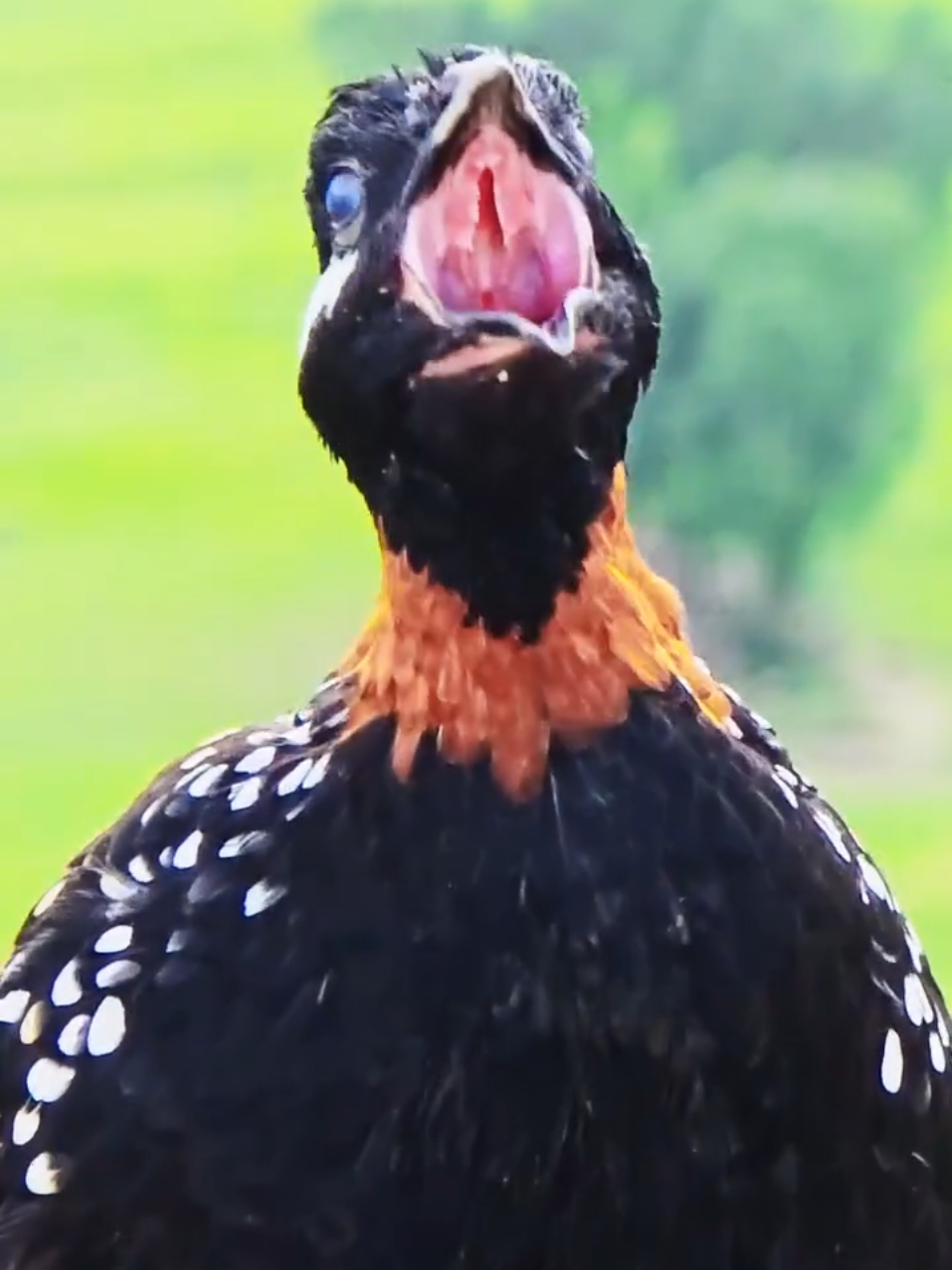 @Birds Lover