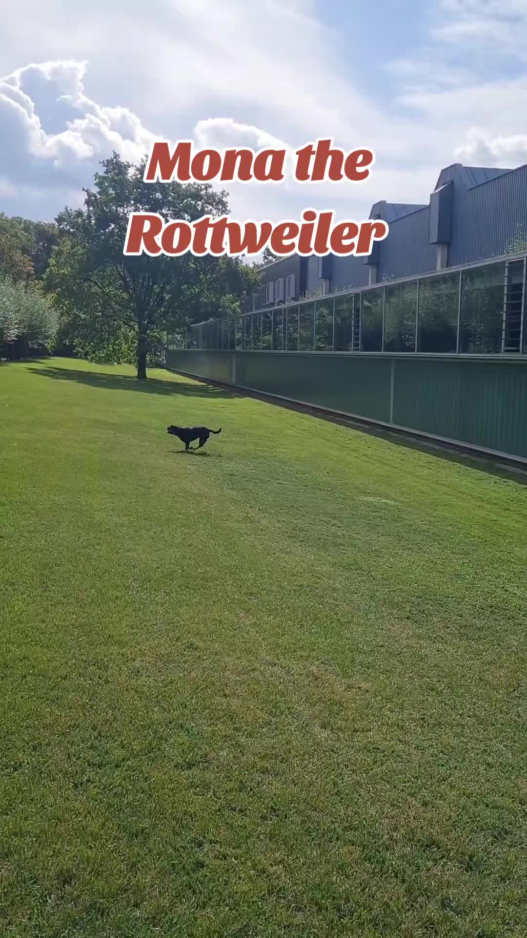 @Mona the Rottweiler