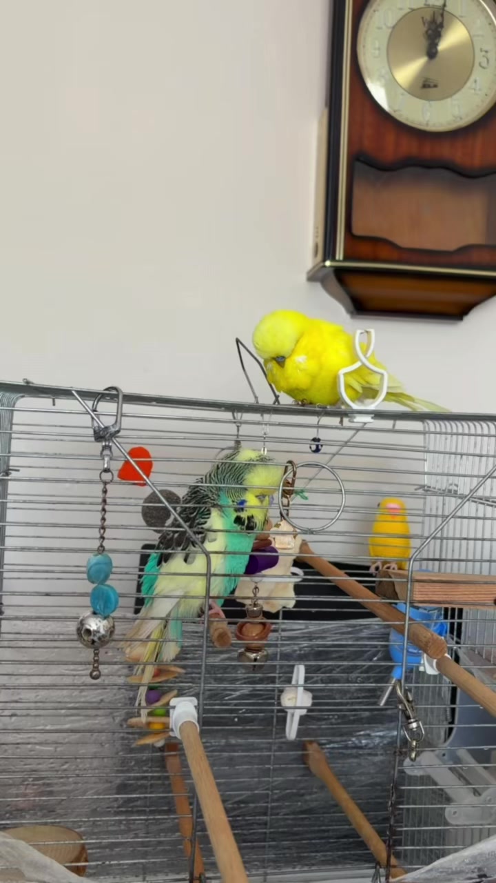 @bbb.budgie