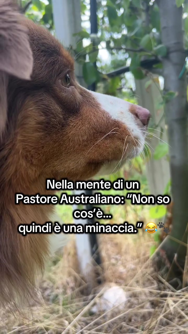 @Noeandfur 🐶🐾