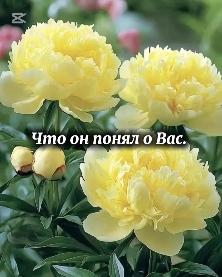@Polli