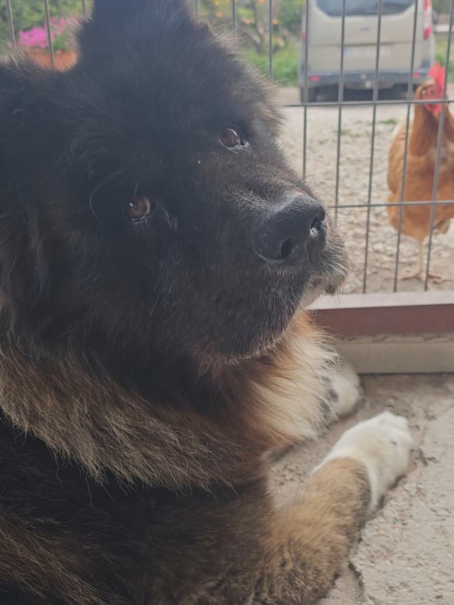 @Atila the Akita