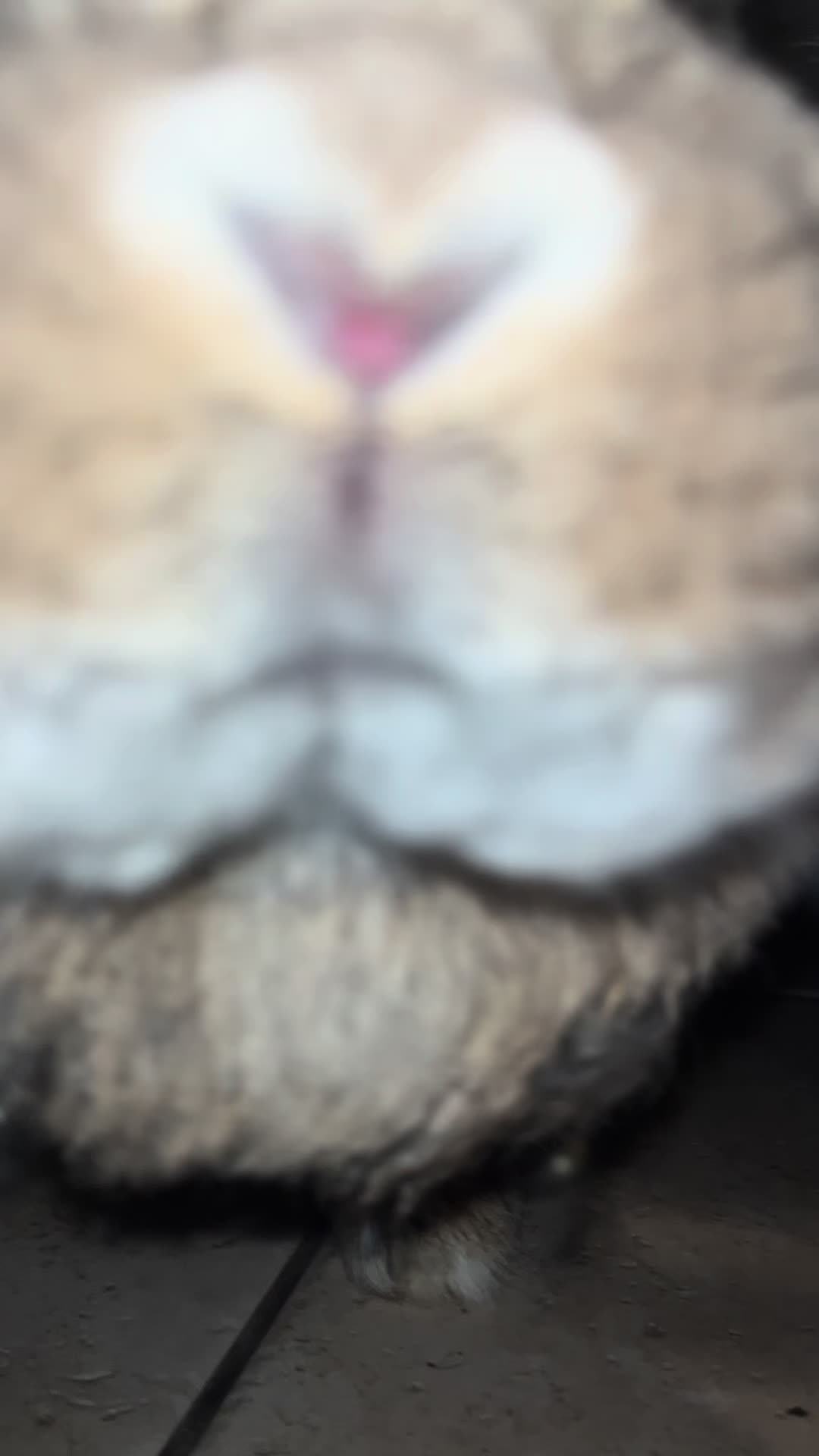 @Fadedbunny69