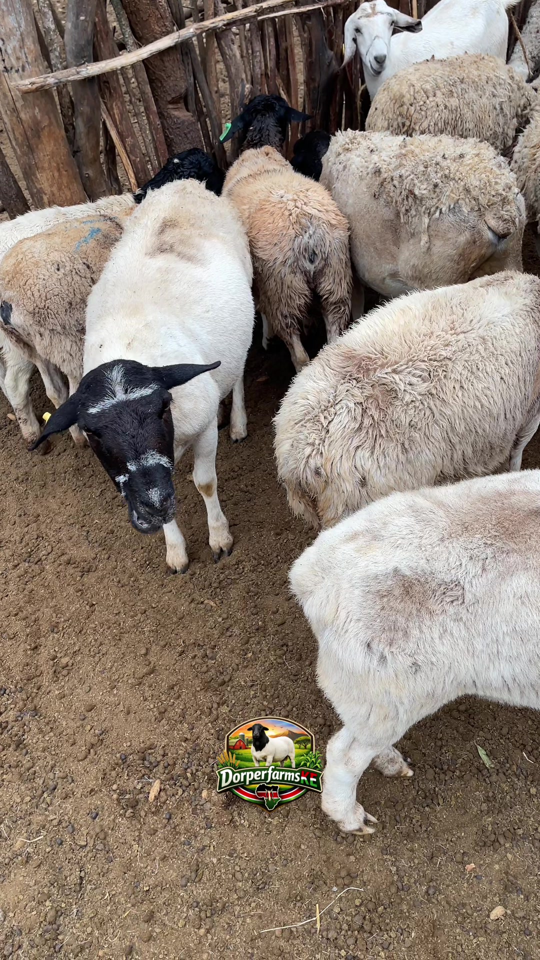 @DorperfarmsKE🇰🇪
