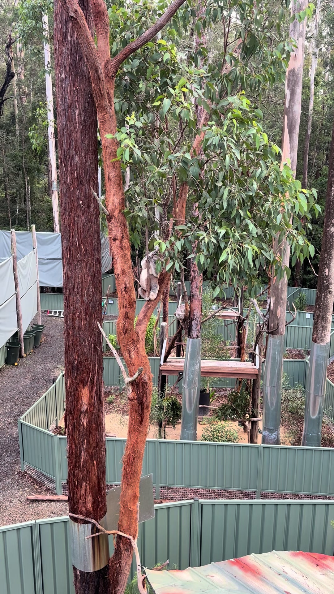 @Koala Conservation Australia