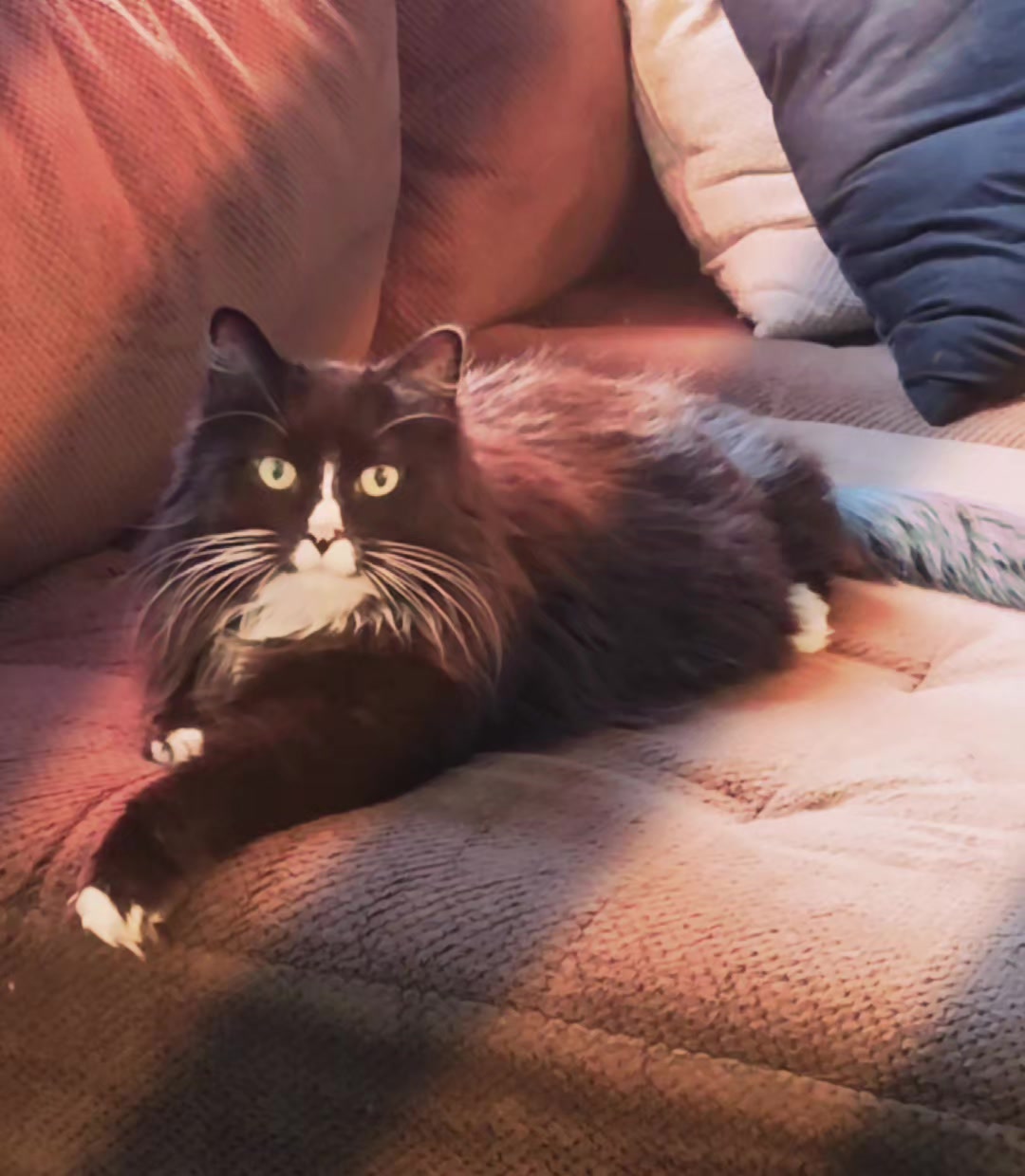 @AtticaTheTuxedoCat