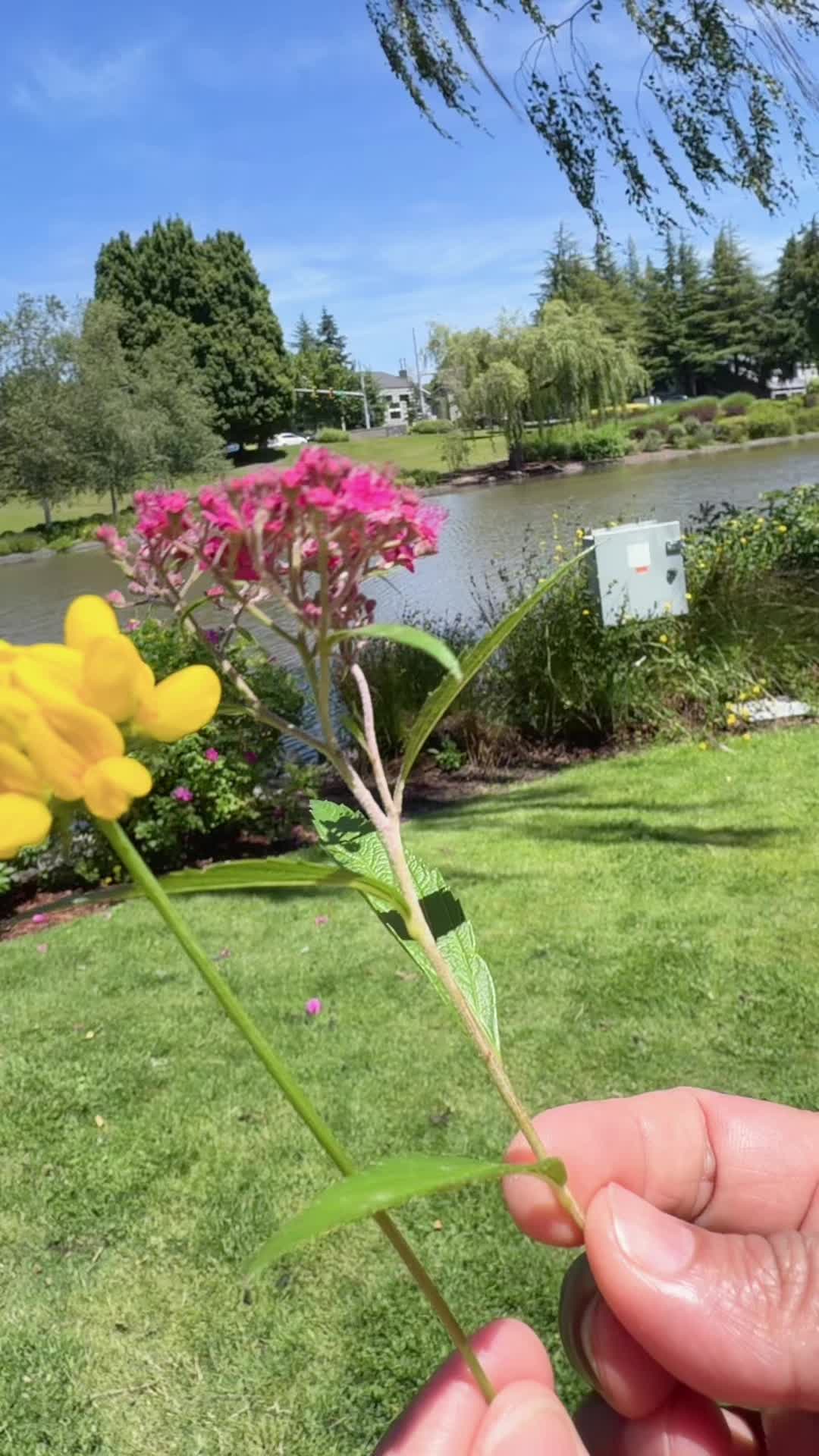 @SHUVRA