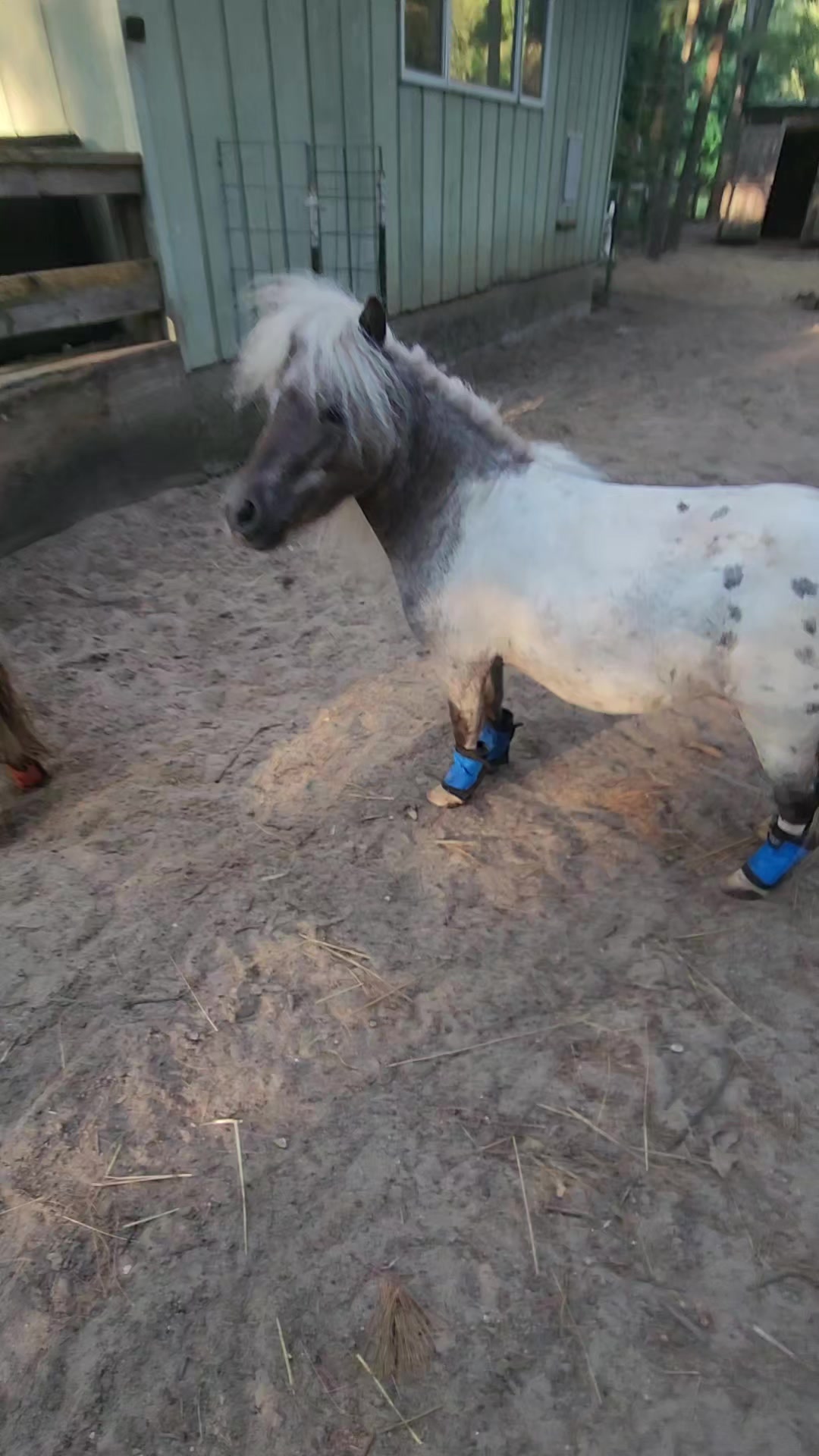 @minihorsemomandtrainer🐴🐴🐴🐴