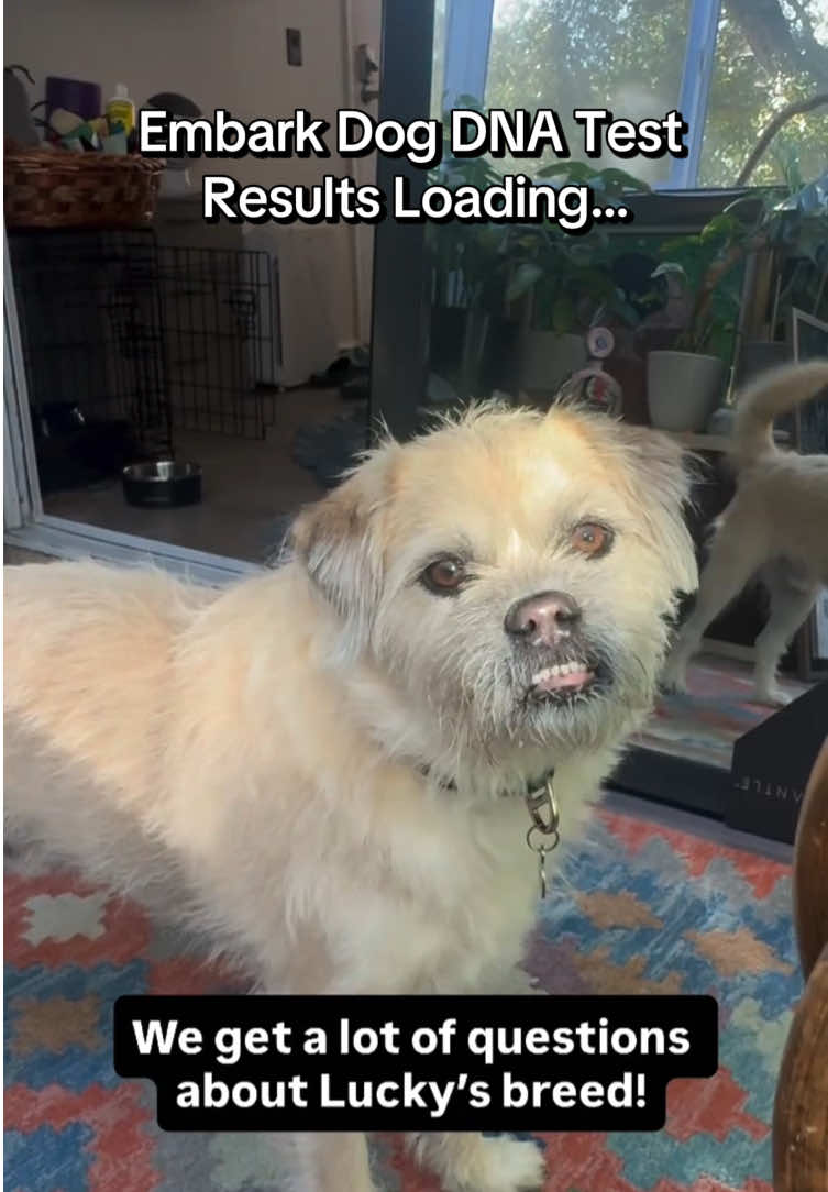 @Embark Vet
