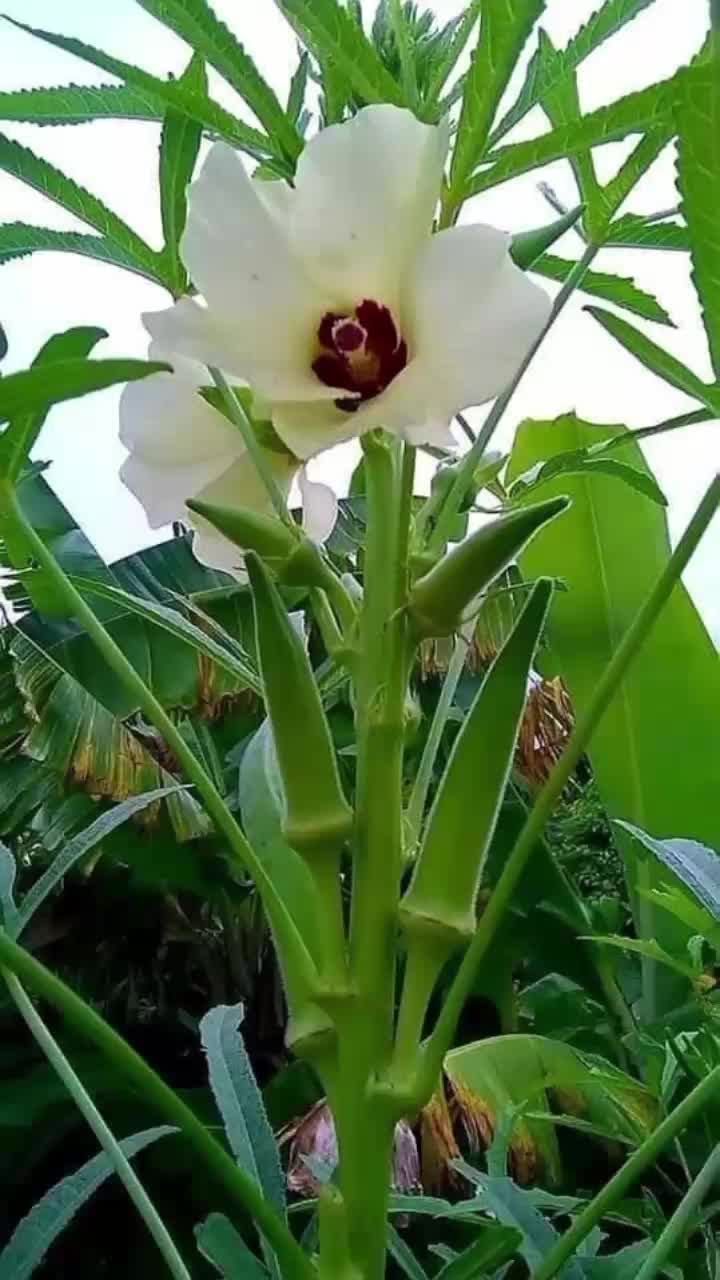 @leylo 686