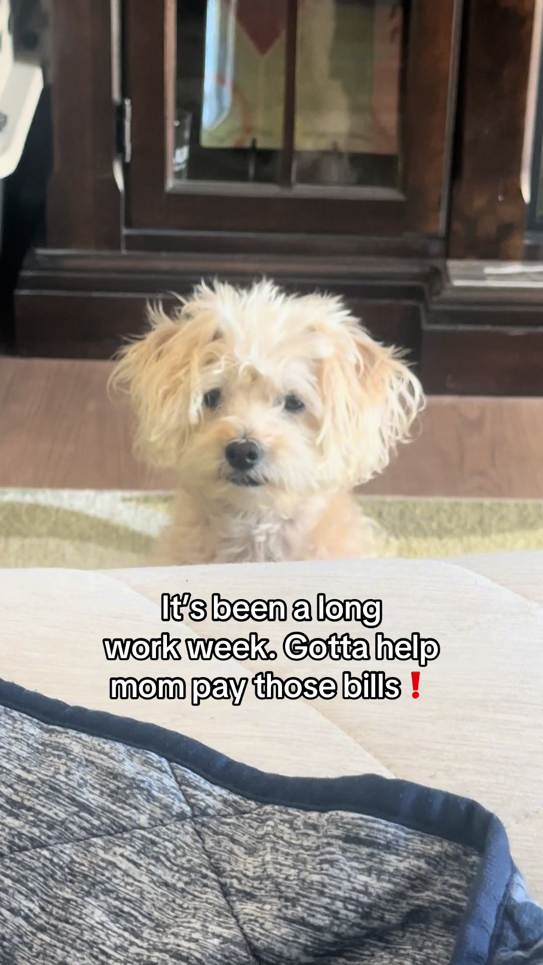 @He Was A PoodleBoi