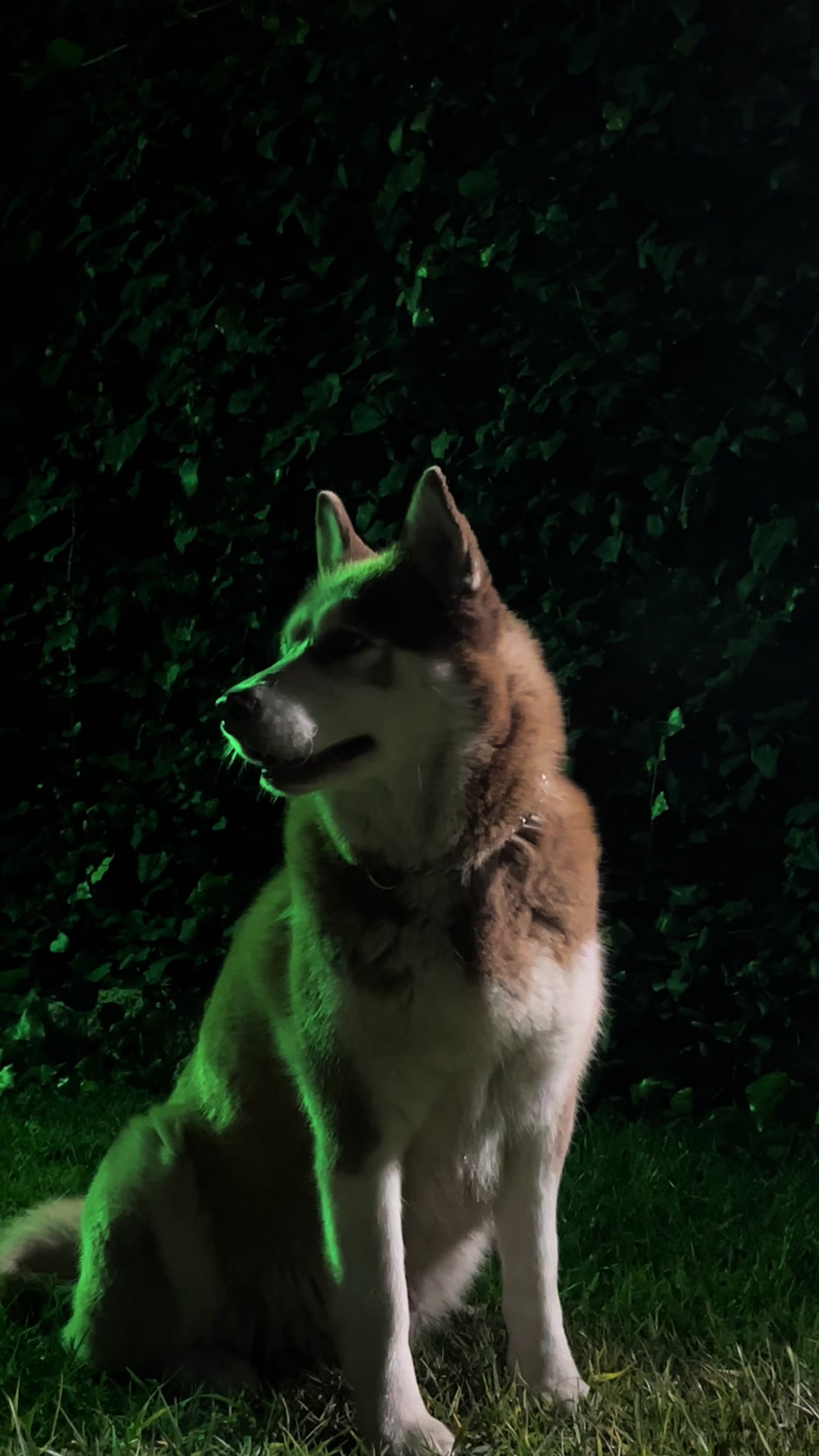 @lbella_Huskyy