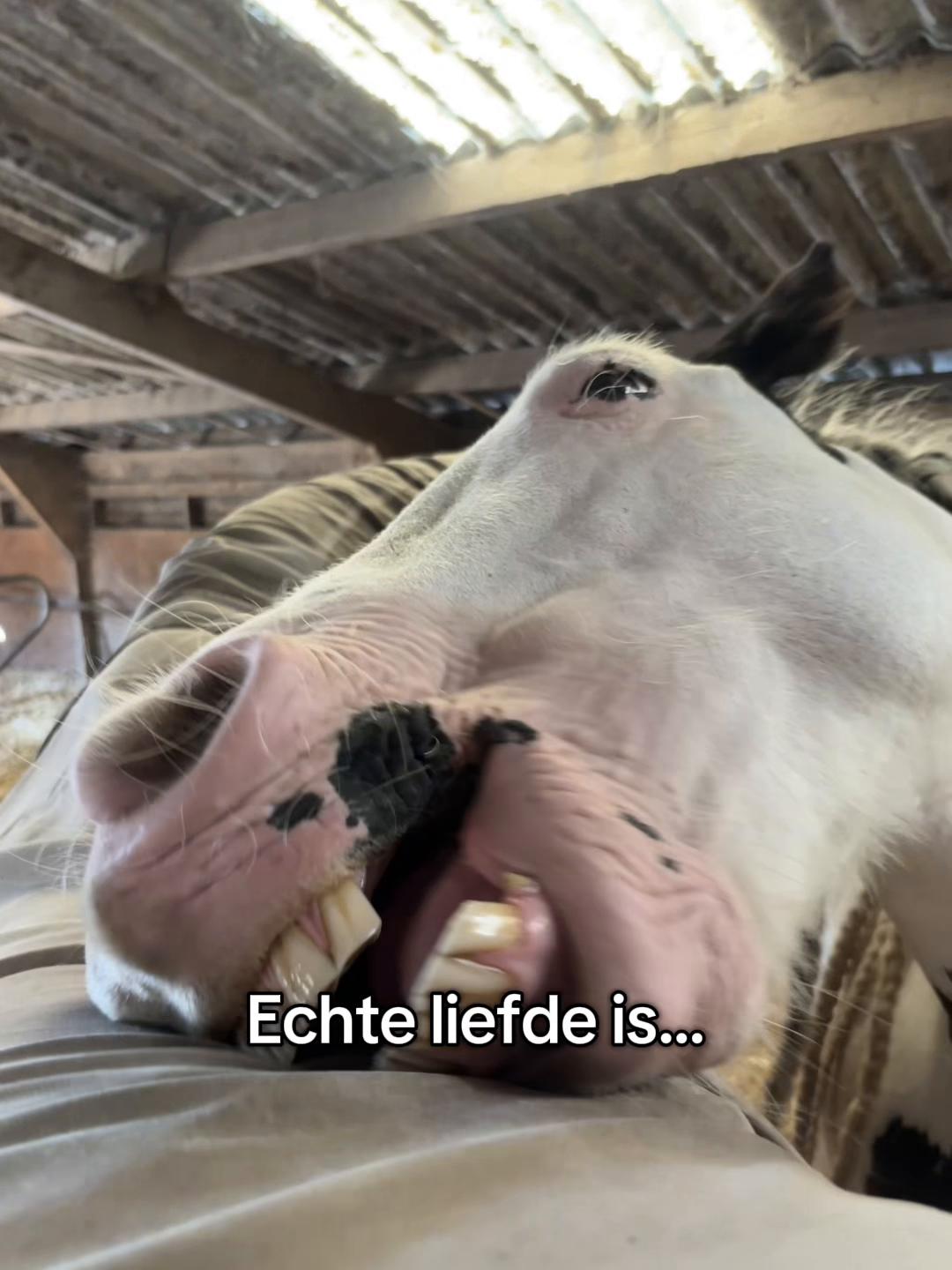 @Syrche Cordewener