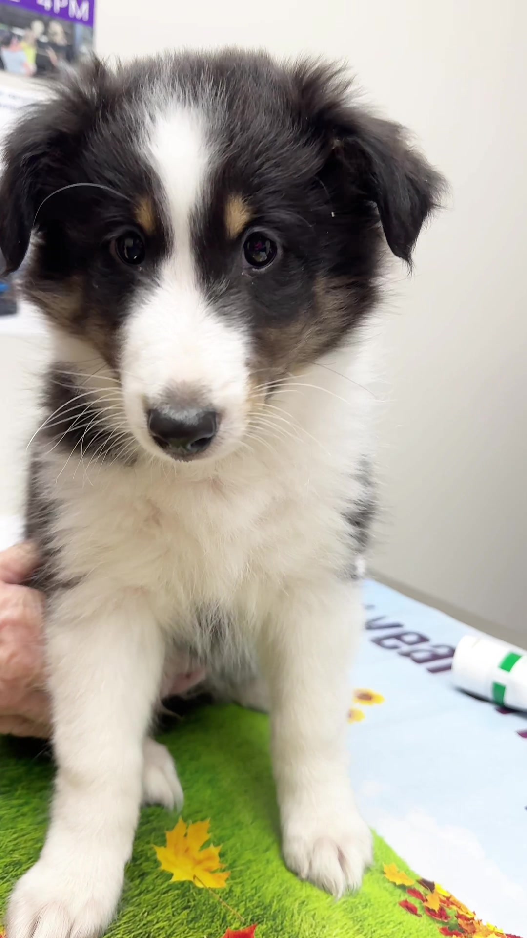 @Snodgrass Vet