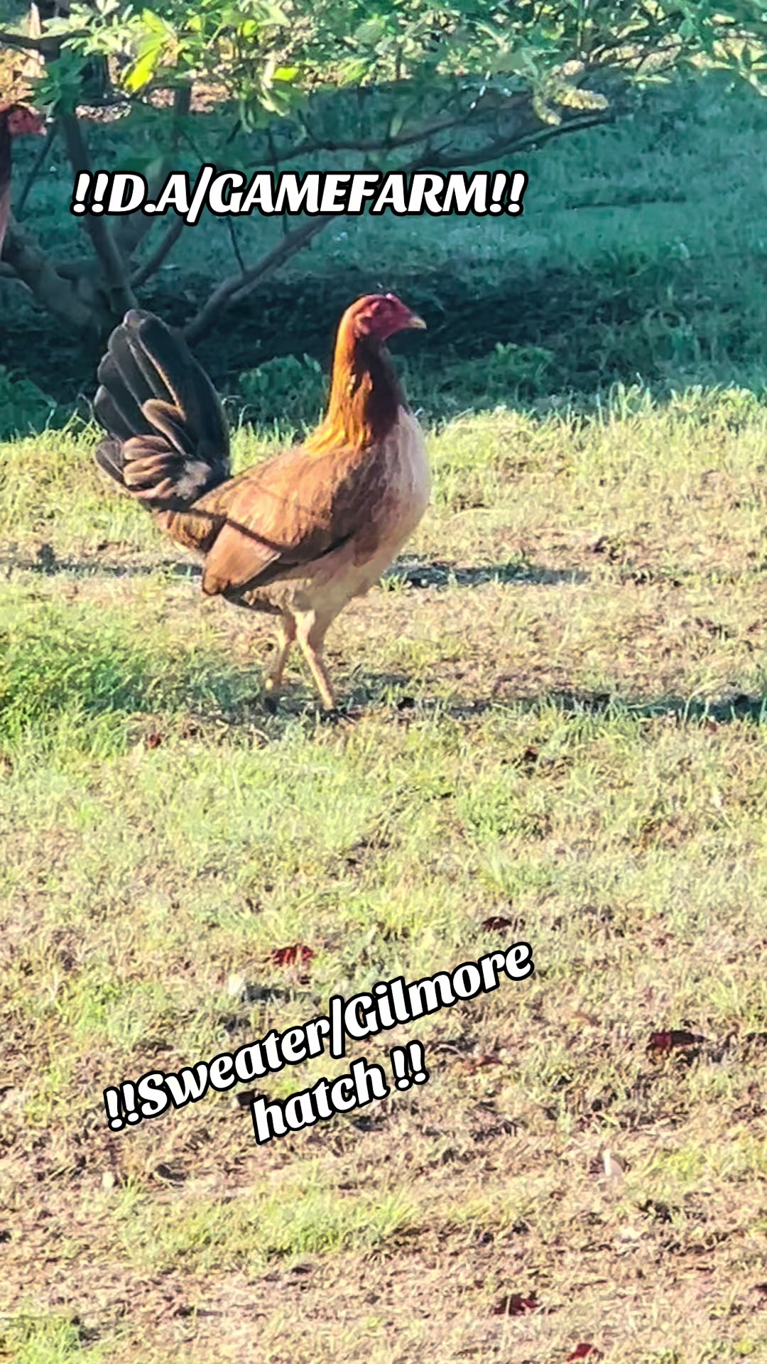 @DAgamefarm