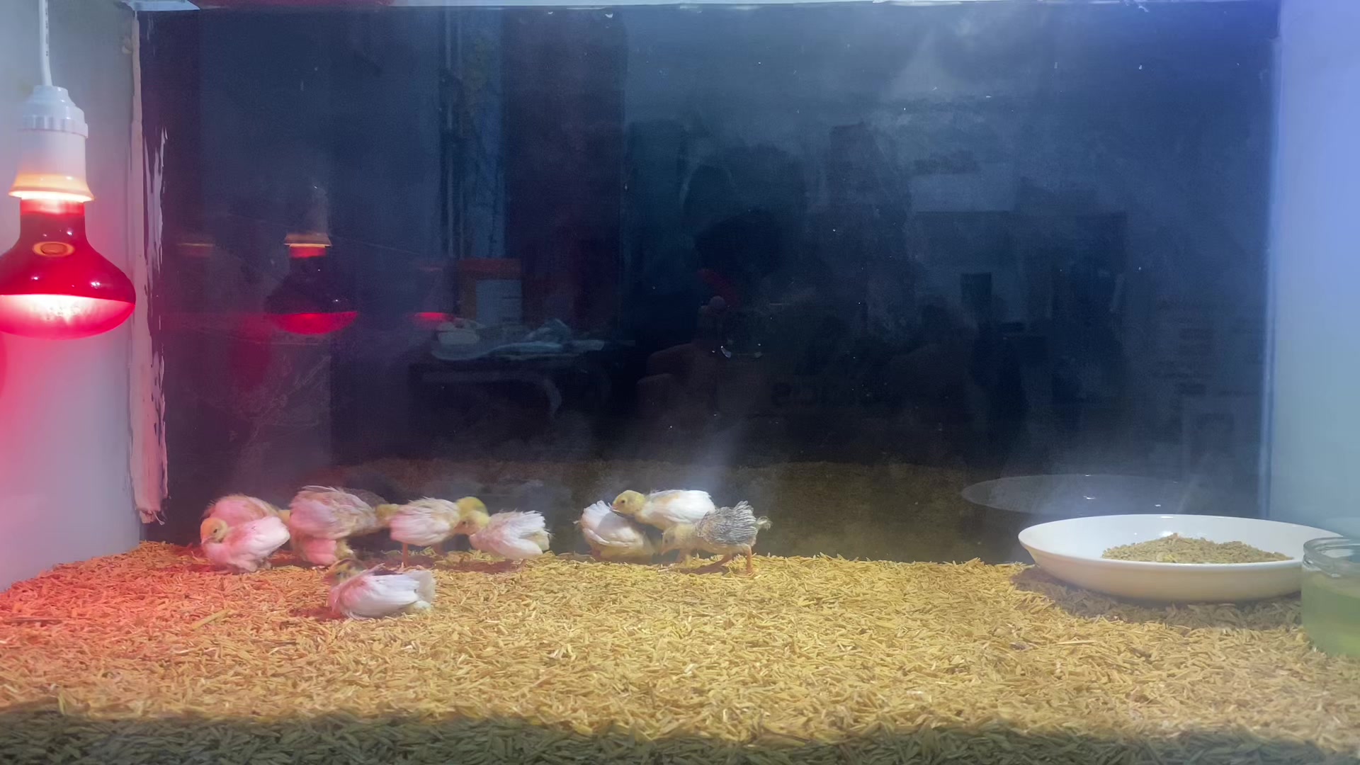 @⚜️ Tài xế nuôi Pet ⚜️
