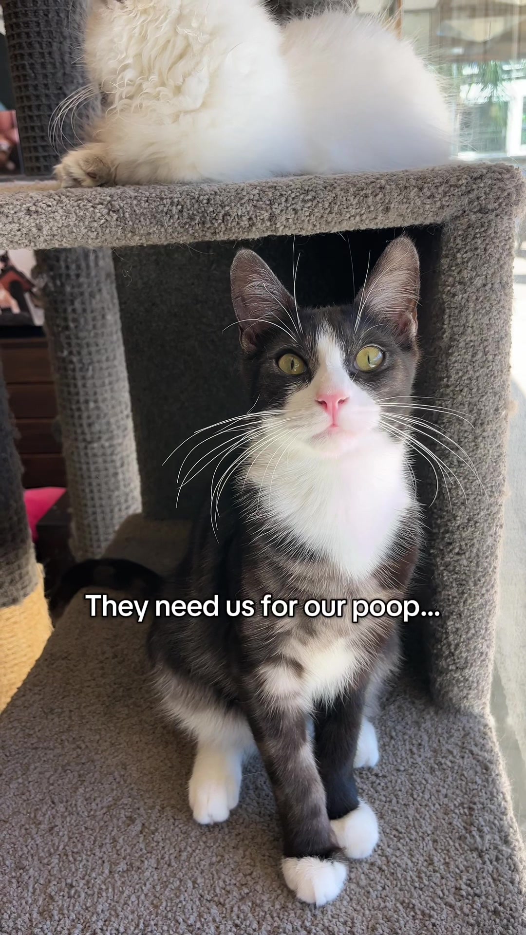 @crazycatcafe