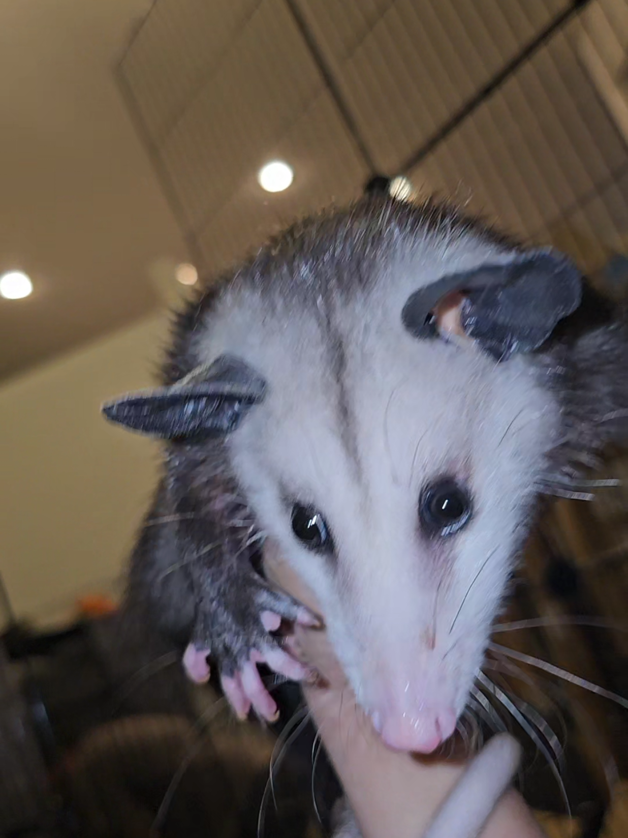 @OPOSSUMDAWGMOM