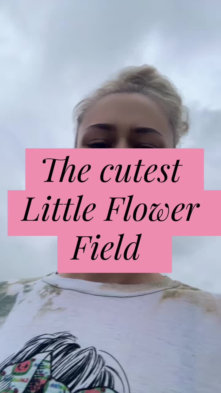 @🎀Sunflower_Dasies🎀