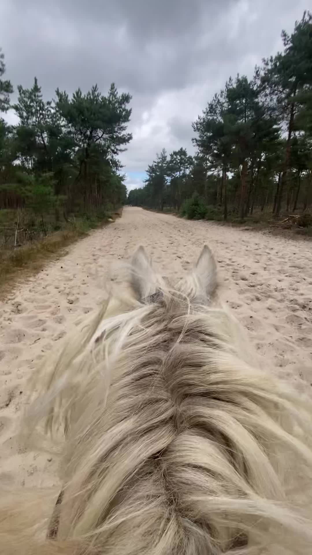 @Amy 🫶🏻🐴