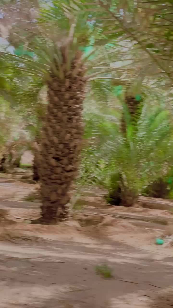 @اورنگـــــــزیب 🚩