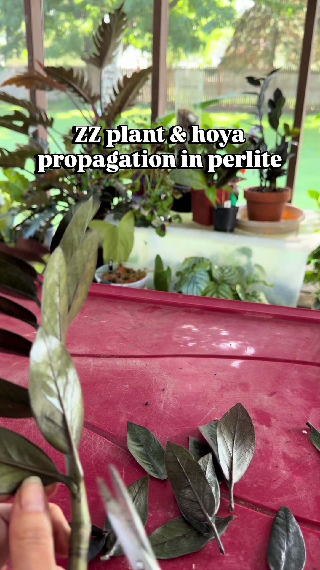 @Pothosiblyaboutplants