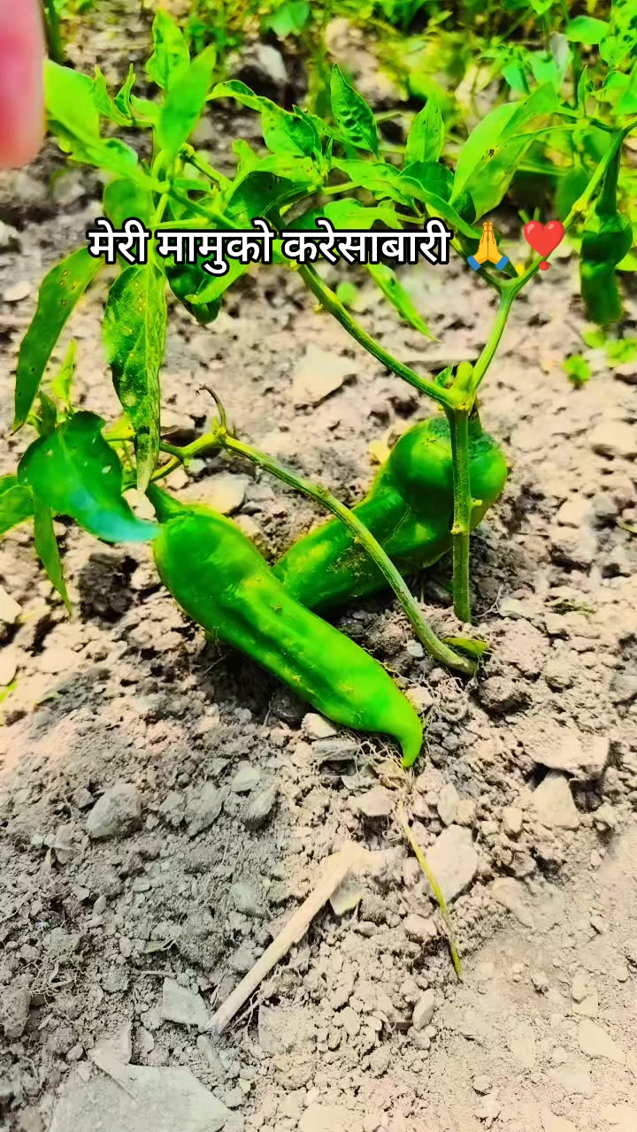 @yashodabohara❣️💪❣️