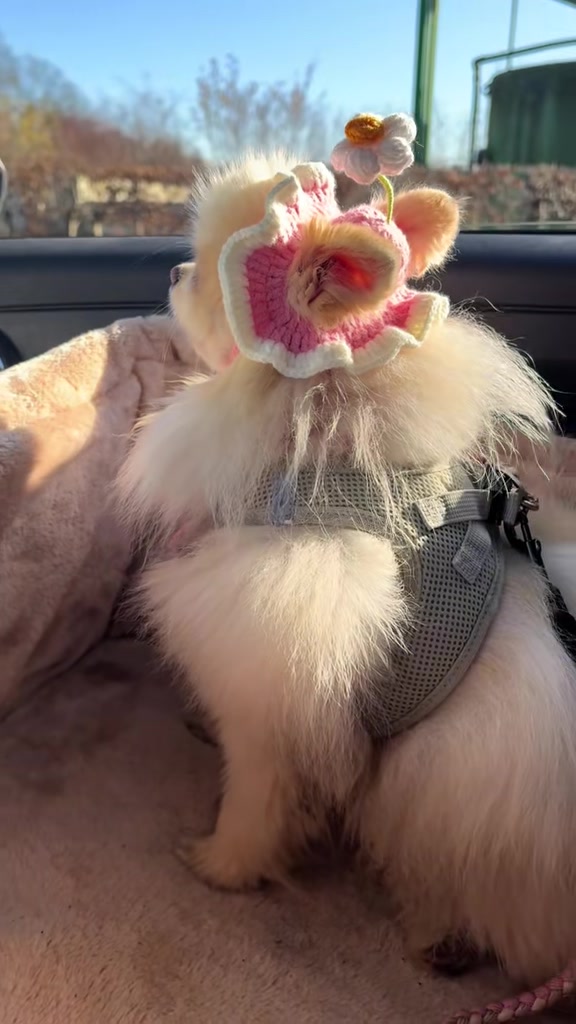 @dieKuschelpuschels🥐 🌸