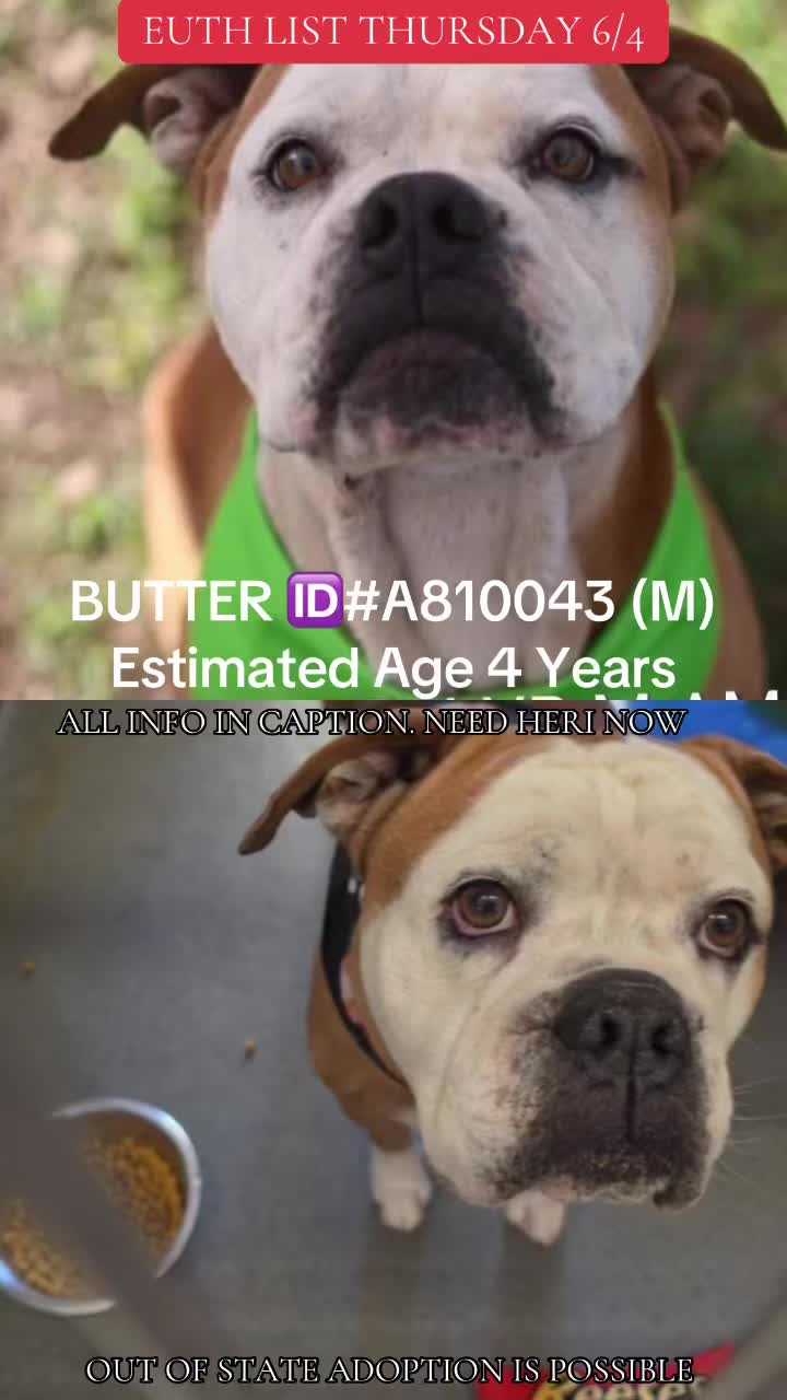 @@rescuedogs911