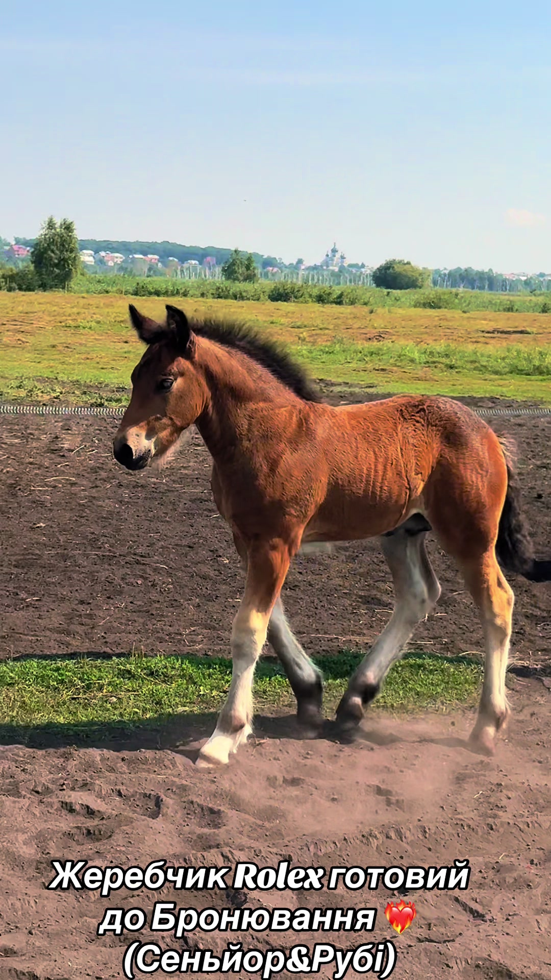 @_horses_farm_syrosh_