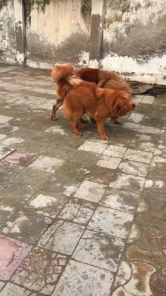 @Kashmiri_Bakrwal_Dog