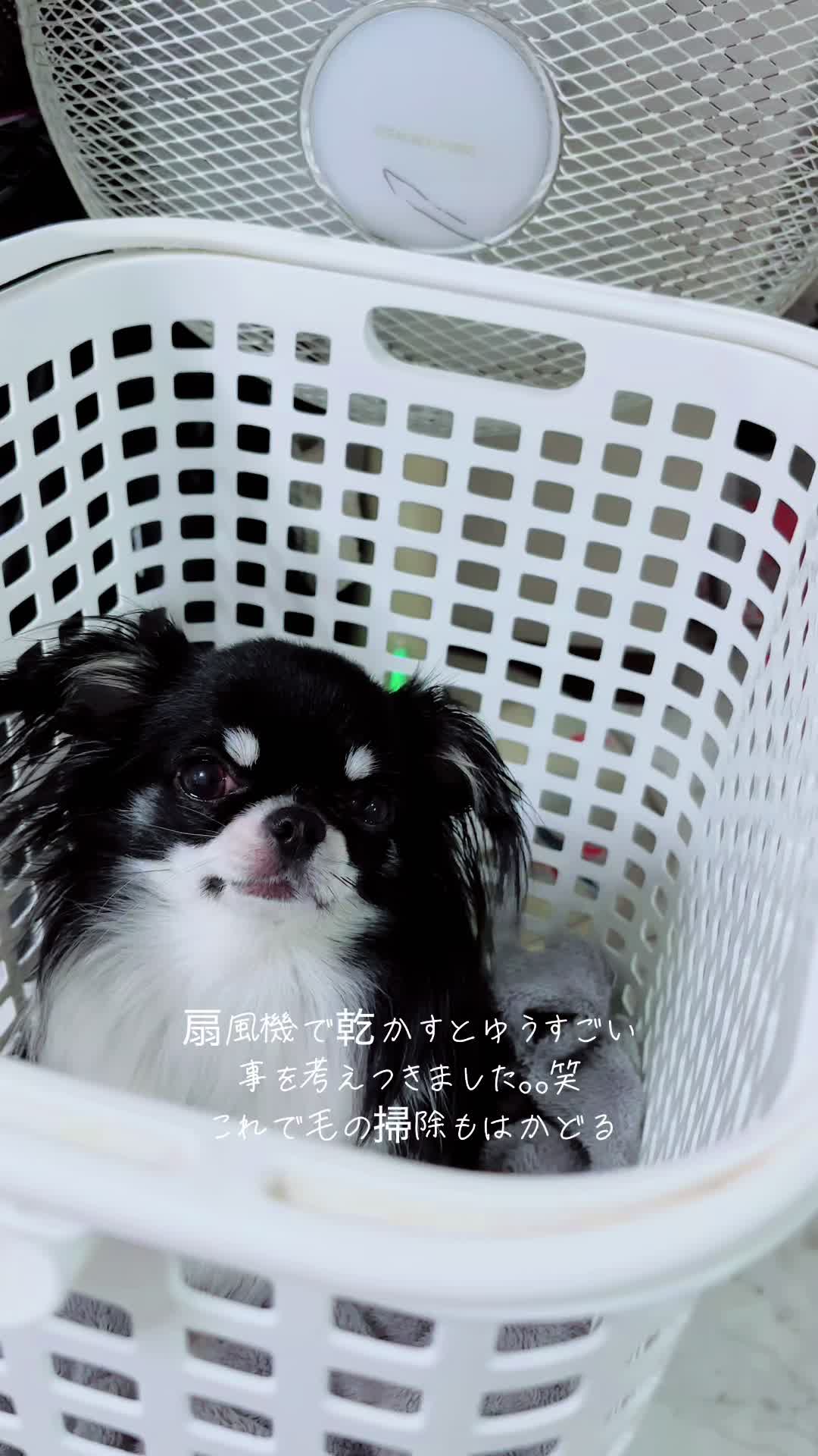@ayakosansan3