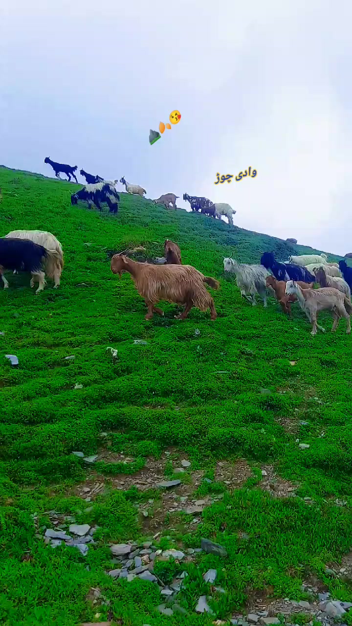 @shahzeb khan