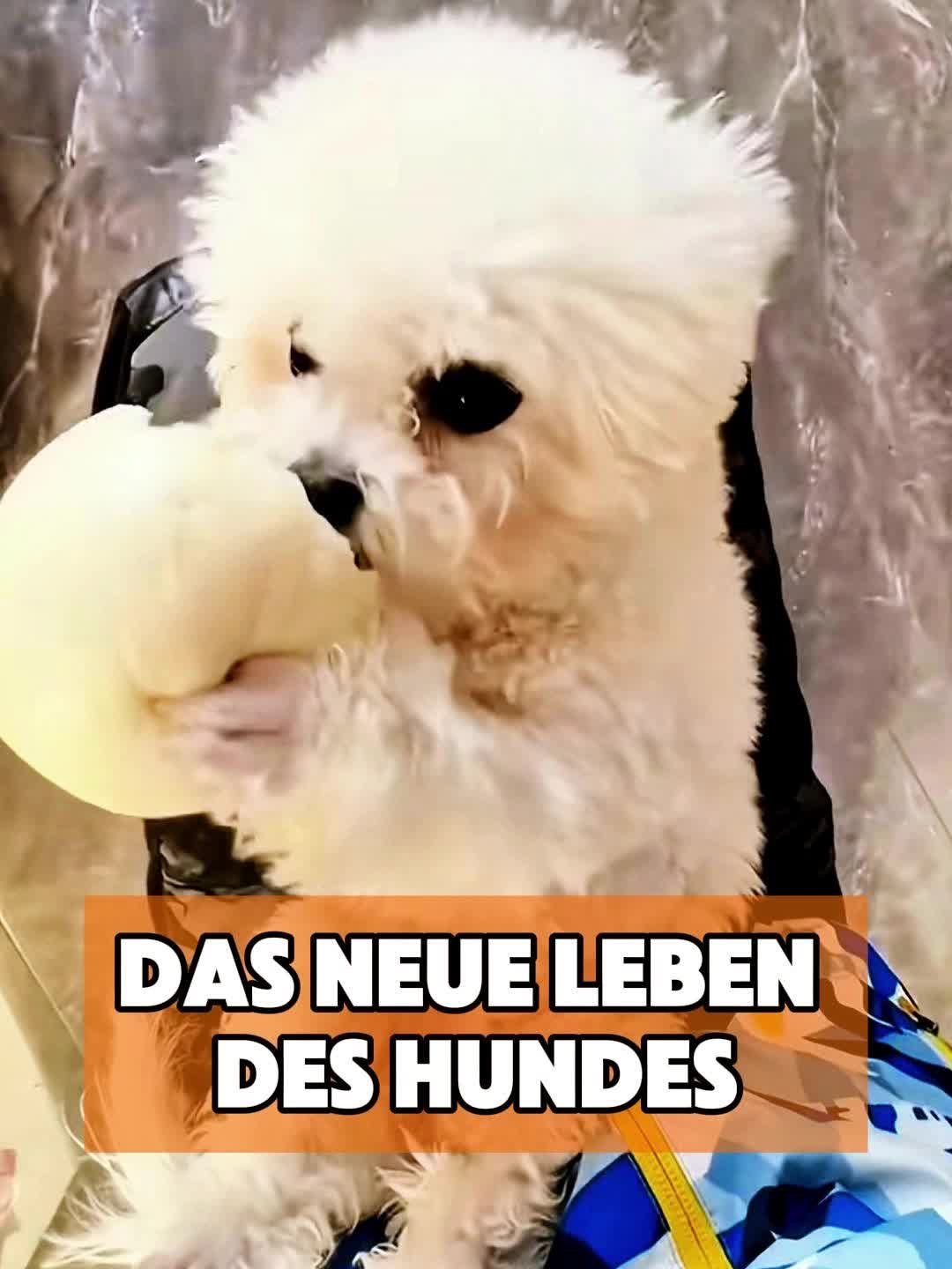 @toto_tier